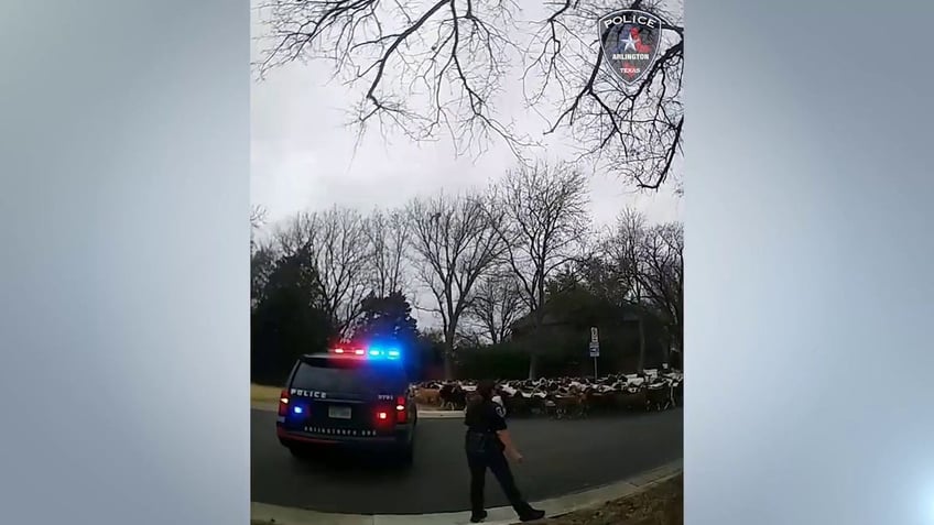 watch texas police wrangle dozens of goats wandering around an arlington neighborhood