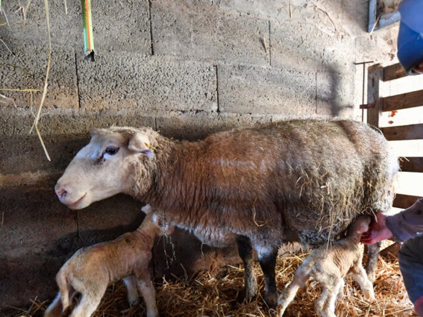 Guillaume Juttier takes care of a sheep which has just given birth to two lambs at the &qu