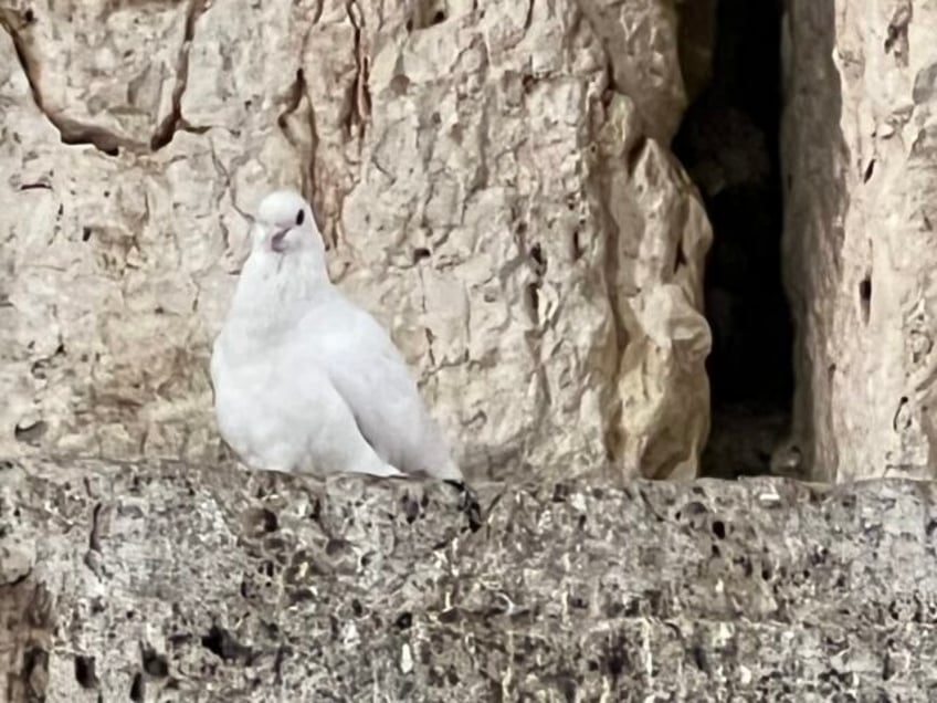 watch thousands of jews attend midnight prayers at western wall