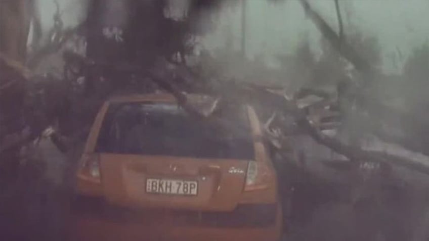 Car covered in tree branches