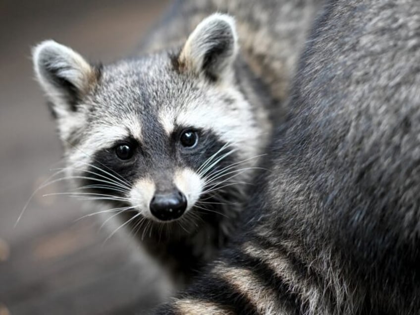 PRODUCTION - 31 August 2023, Berlin: A raccoon sits in its enclosure of the association "H