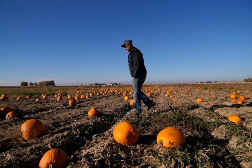 water woes hot summers and labor costs are haunting pumpkin farmers in the west