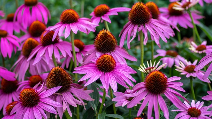 Coneflower