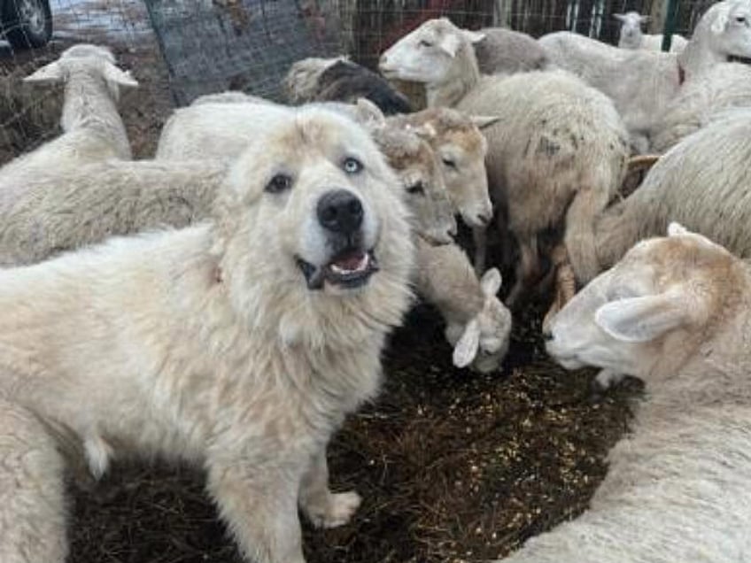 Casper Great Pyrenees