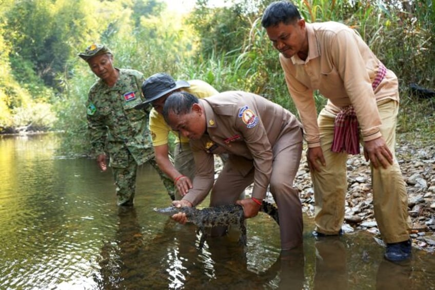 Just 25 years ago, experts feared that Siamese crocodile might no longer exist outside zoo