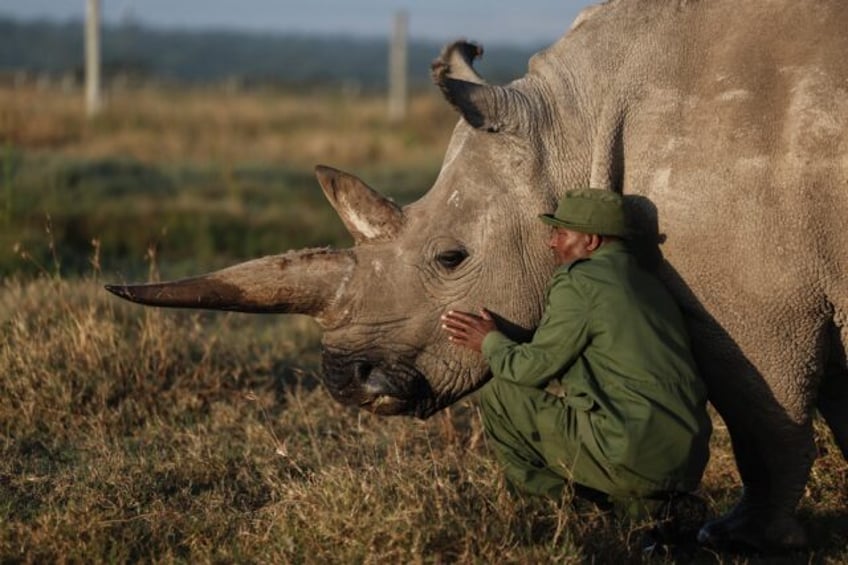 Najin is one of only two northern rhinos left on Earth -- for now at least