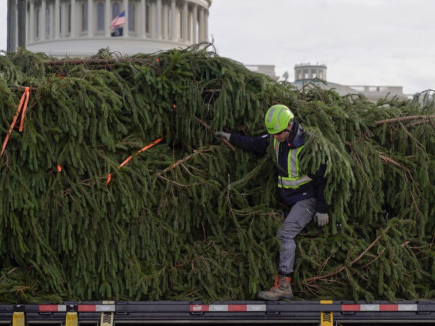 weakness biden national white house christmas tree toppled