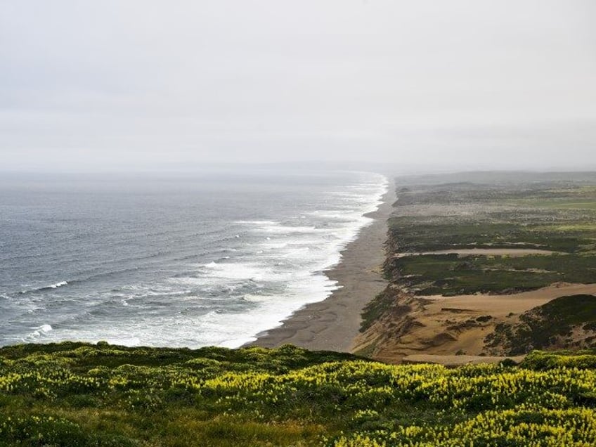 wedding guest missing after possible shark attack in california