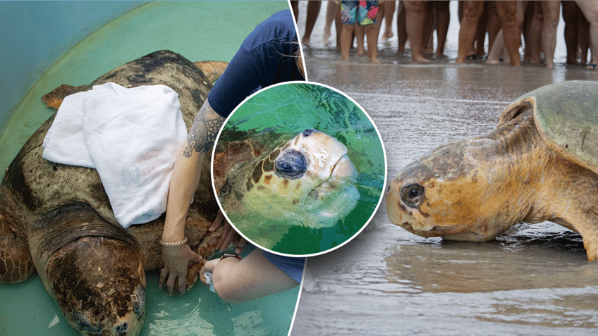 Turtle release