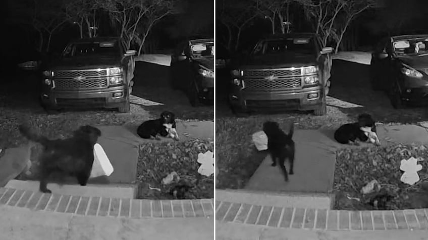 Ring doorbell dog steals package from front porch Tennessee