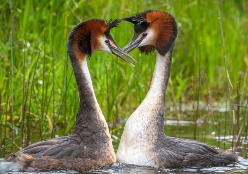 weird puking bird tops new zealands avian beauty contest