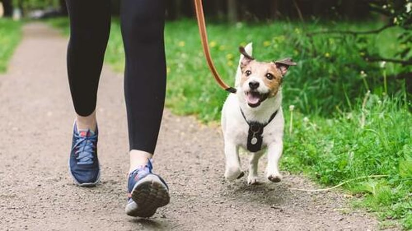 welsh government told to create dog free zones in public areas to fight racism