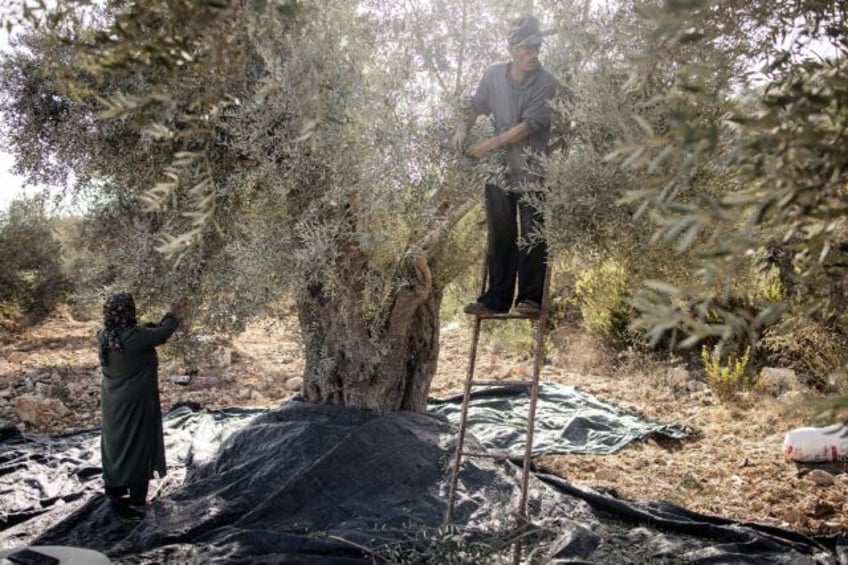 Olive harvests are central to Palestinian life and culture, said the independent experts