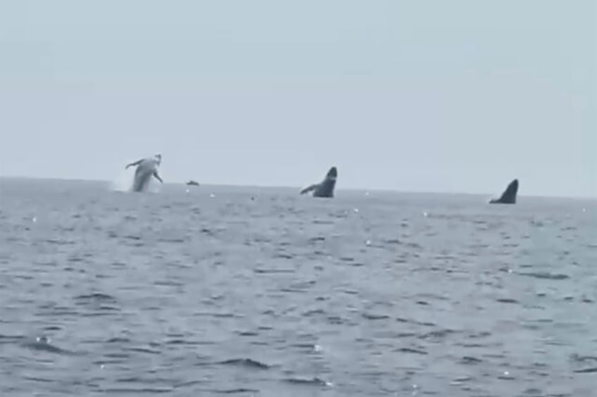 whale ballet video shows 3 humpbacks jump in unison a birthday surprise for man and daughters