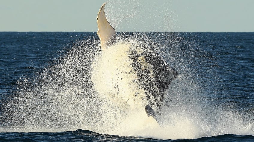 whale capsizes boat leaving 1 person dead another injured in absolute freak accident officials