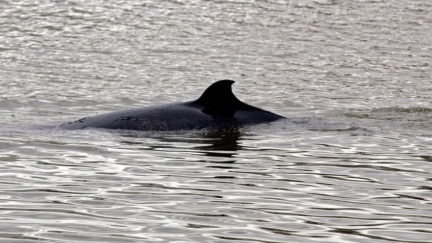 Minke whale in dark water