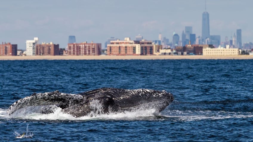 Whale swimming near NYC skyline