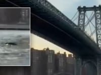 Whale caught on camera surprising New York City residents during swim under Brooklyn Bridge