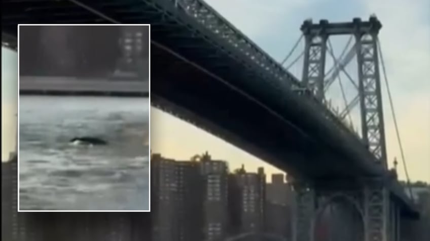 Split image of whale, bridge