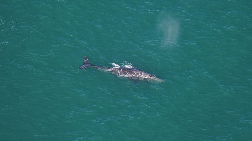 Gray Whale