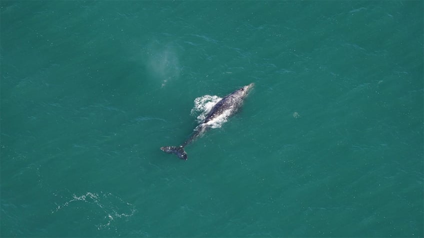 Gray Whale