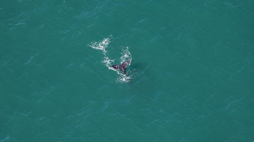 Gray Whale Tail