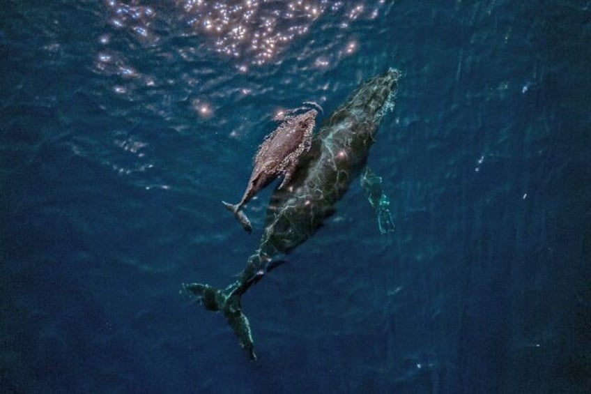 Whales struggle to make themselves heard over noise pollution from ships