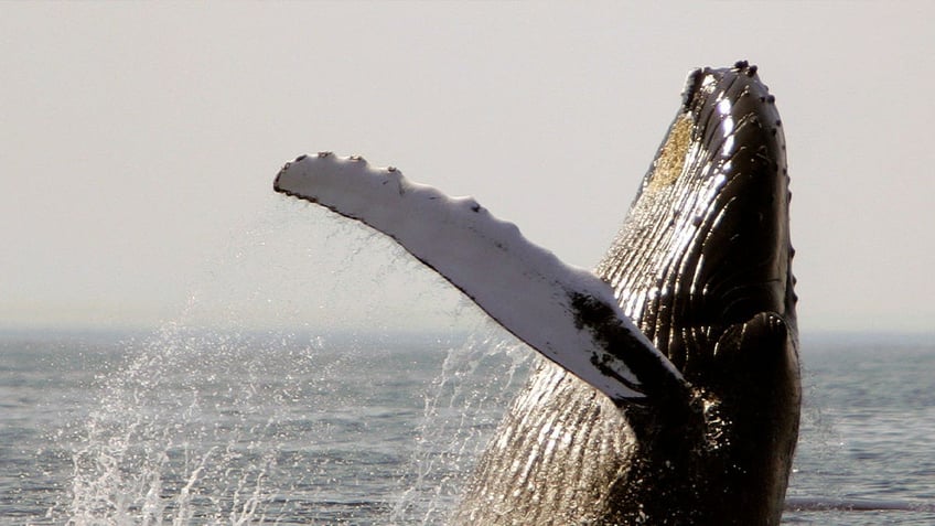 whales dolphins in us waters facing habitat loss food scarcity due to warming waters study finds