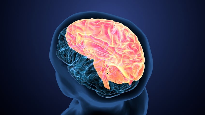 illustration of the human brain