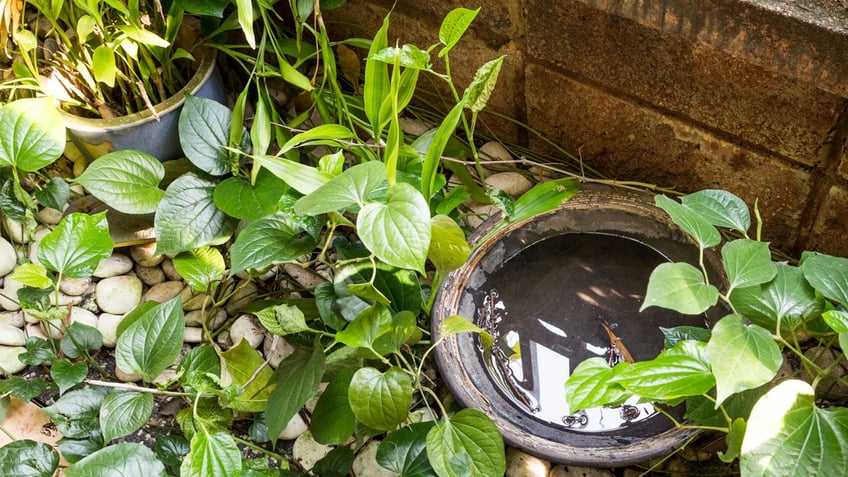 Pot filled with water in overgrown green area.