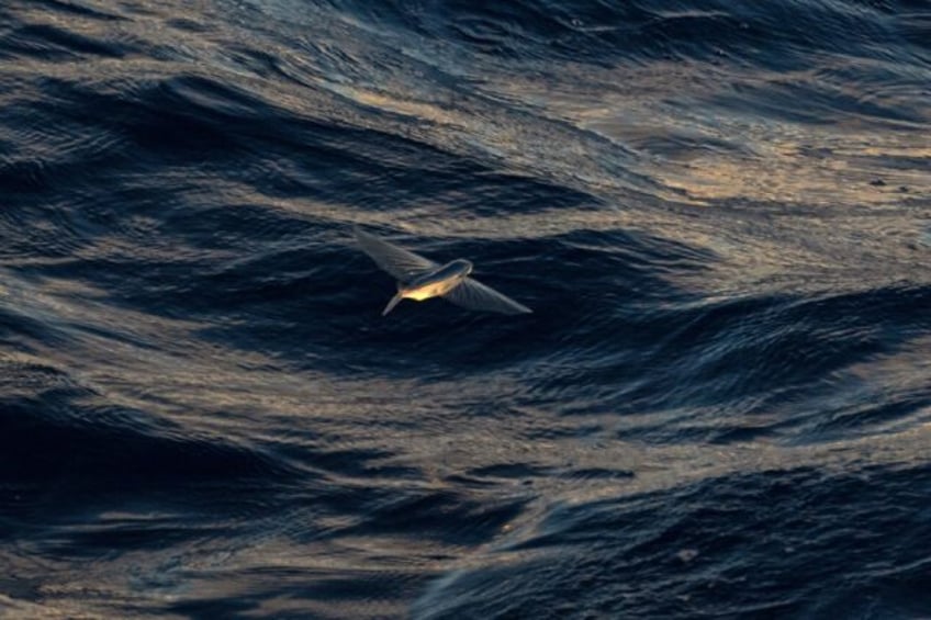 Governments are trying to agree on rules for deep sea mining in the high seas
