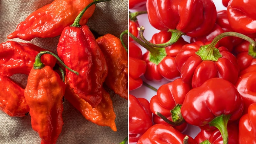 what is the one chip challenge and what peppers are in it experts speak out after teens death