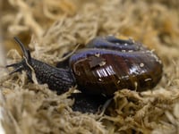 What the shell: scientists marvel as NZ snail lays egg from neck