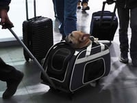 What to know about the CDC's new rules for traveling with your dog