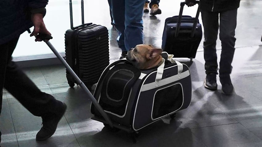 A traveler pulls his dog in a wheeled carrier at the Benito Juarez International Airport in Mexico City