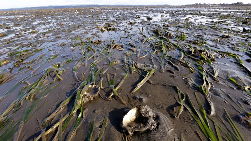 Grasses and yearling oysters, growing on the large 