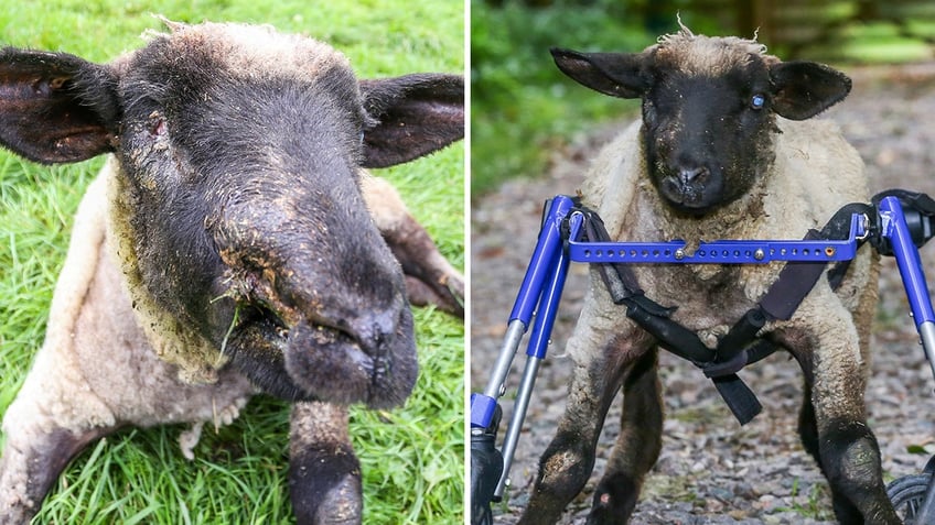 wheel of fortune injured lamb learns to walk again with cool makeshift wheelchair is now enjoying life