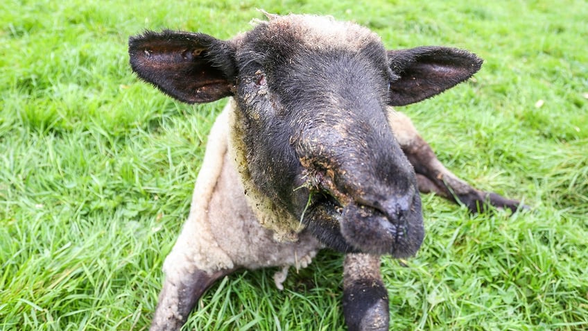 wheel of fortune injured lamb learns to walk again with cool makeshift wheelchair is now enjoying life