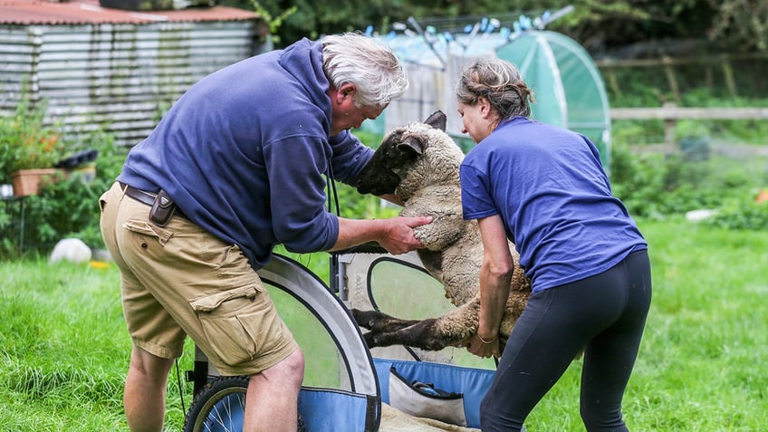 wheel of fortune injured lamb learns to walk again with cool makeshift wheelchair is now enjoying life