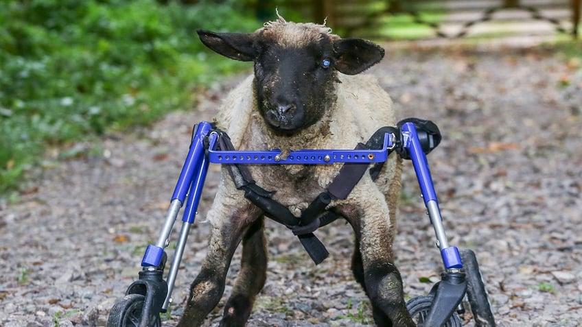 wheel of fortune injured lamb learns to walk again with cool makeshift wheelchair is now enjoying life