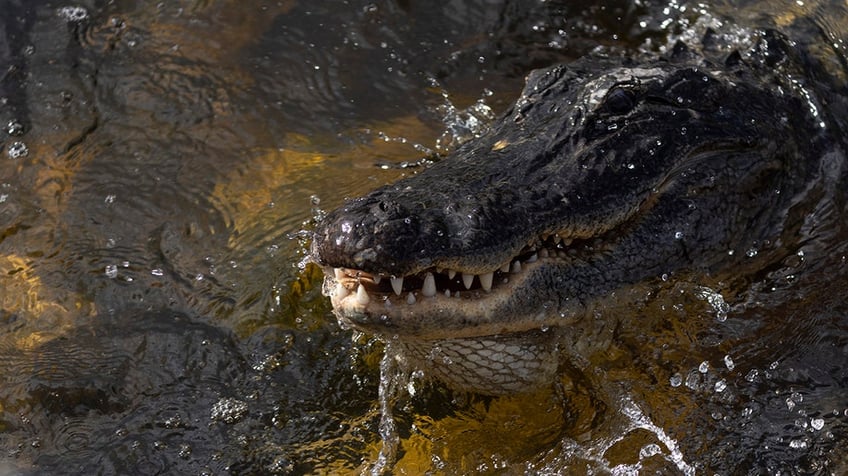Alligator swims in the Florida Everglades 
