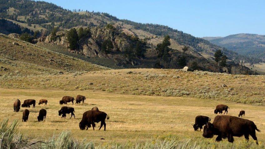 Yellowstone Bison Calf