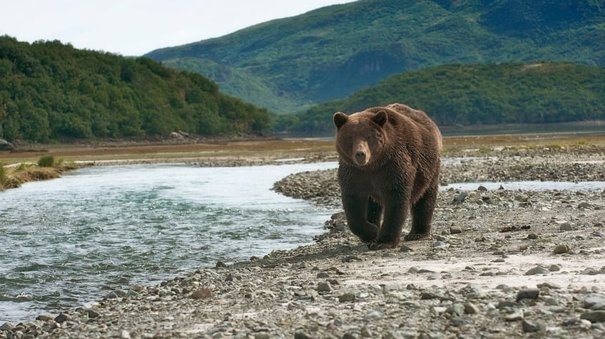 Alaskan brown bear