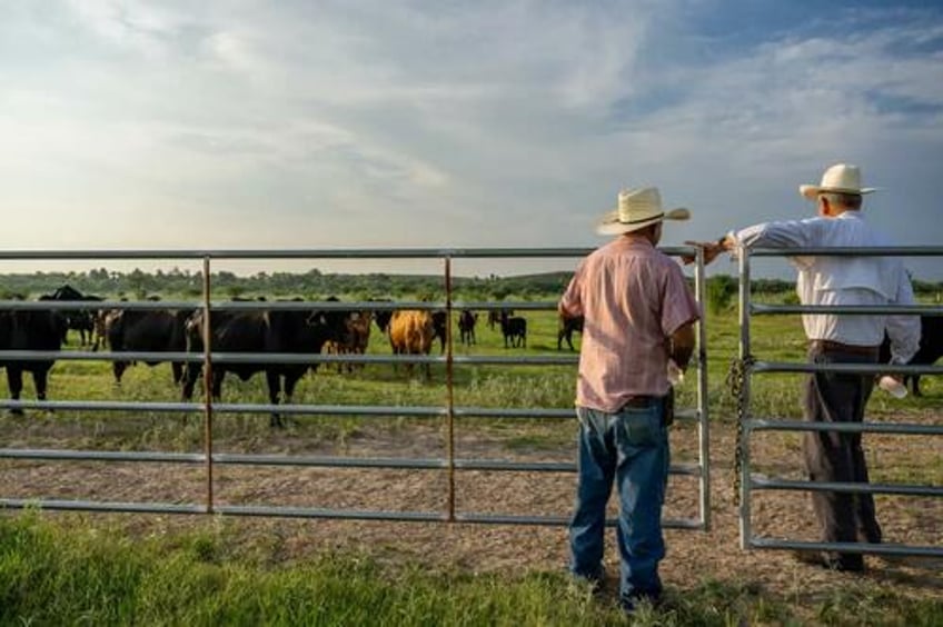 wheres the beef ranchers take stand over synthetic meat label