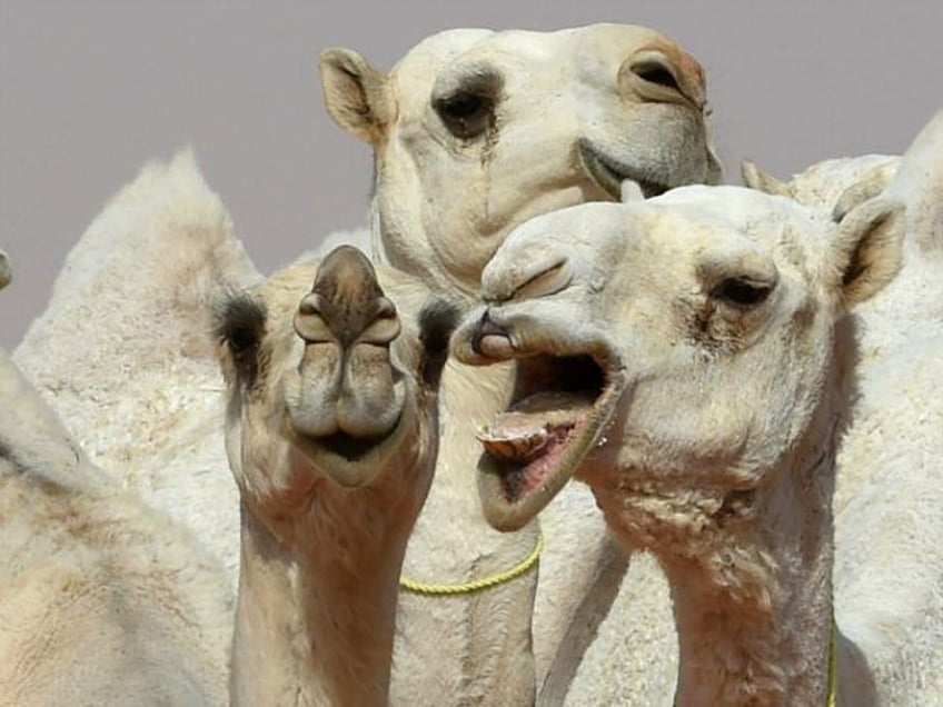 who issues warning as man in abu dhabi tests positive for deadly camel borne mers cov