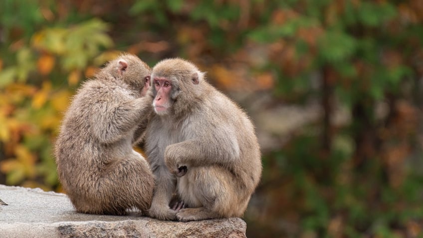 two Japanese monkeys