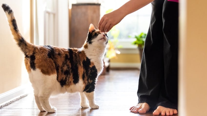 why the adoption of senior pets can be the purrfect addition to your life