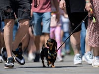 Wiener wonderland: Hundreds of dachshunds chase record in Hungary