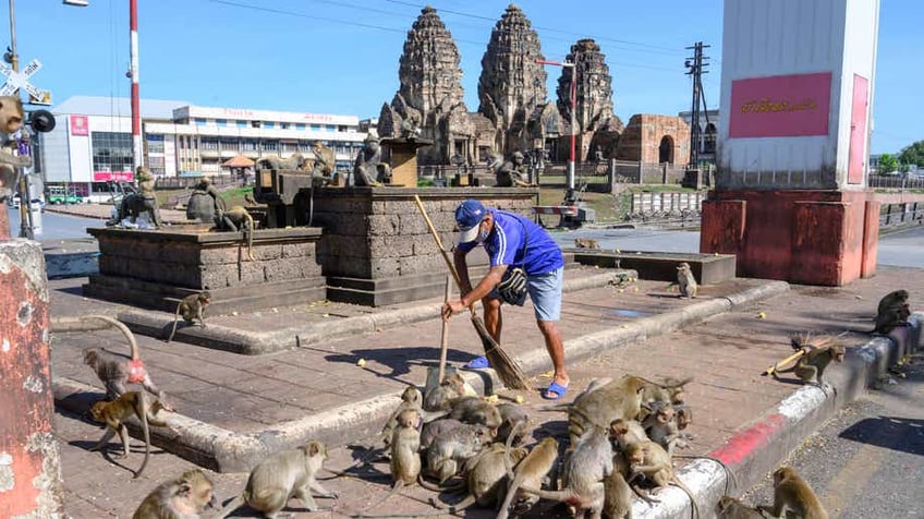 gang of monkeys in urban setting