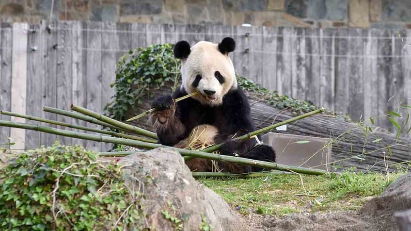 Giant panda eating bamboo